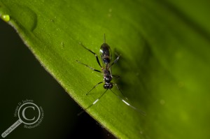 Ecuador Parasitic Wasp Braconidae