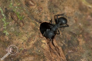 Gliding Ant Formicidae Ecuador