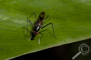 Ecuador Poecilotylus Micropezidae Fly