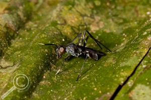 Micropezidae Diptera Fly Bolivia Taeniaptera