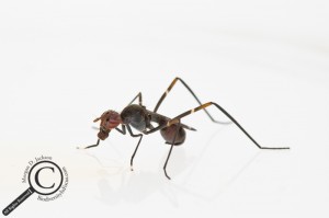 Taeniaptera Micropezidae Fly Venezuela