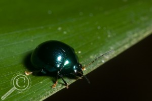 Beetle Bolivia