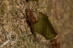 Atta Leaf-cutter ant Formicidae Bolivia