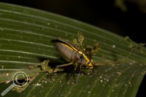 Pentatomidae Stink Bug Phoridae Bolivia