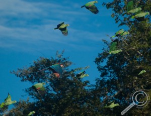 Mixed parrot flock flying over the rainforest in Bolivia