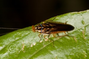 Bolivia Cockroach Blattodea