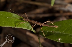 Bolivia Walking Stick Phasmatodea