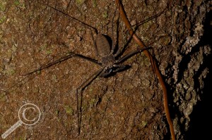 Bolivia Amblypygi Whip Spider