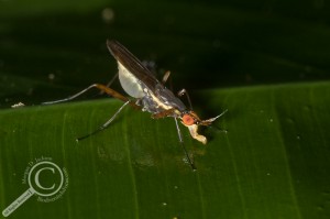 Neriidae eating off a leaf in Bolivia