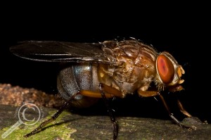 Tight photo of a blow-fly from Bolivia Calliphoridae