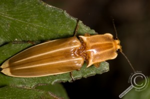 Elateridae Click Beetle Bolivia