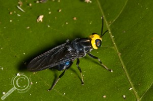 Cyphomyia sp. on a leaf in Amazonian Bolivia