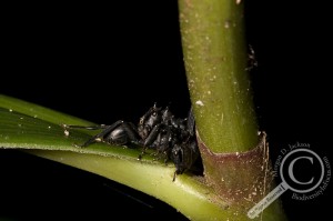 Formicidae Ant Bolivia Death Battle
