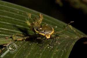Pentatomidae being bugged by Phorids Bolivia