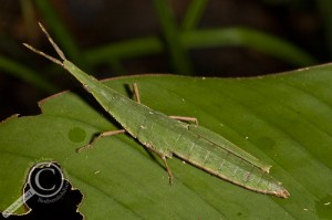 Bolivia Grasshopper Orthoptera