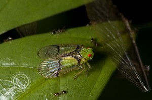 Fulgoroid Bolivia Plant Hopper