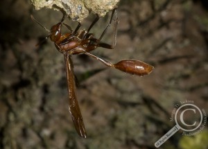 Polistes Vespidae Wasp