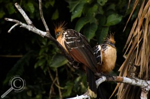 Hoatzin pair on a branch over an Oxbow lake in Peru
