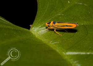 Bolivia Leafhopper Cicadellidae Orange
