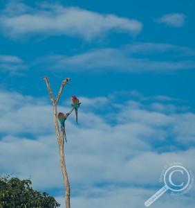 Pair of Red-and-green Macaws sitting in a tree in Bolivia