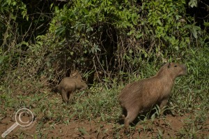 Capybera family feeding on the bank of the Rio Heath Bolivia