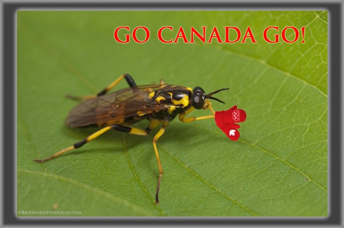 Photoshopped Xylomiid fly wearing Olympic mittens