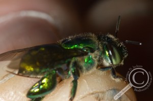 Euglossinae Green Orchid Bee