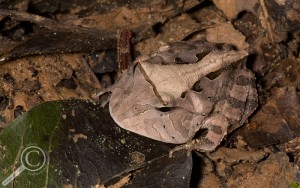 Pac Man Frog in the undergrowth of Bolivia