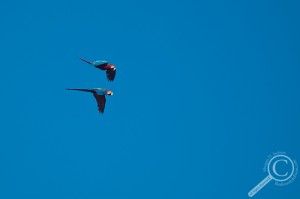 Scarlet Macaws flying through crystal blue sky over Bolivia