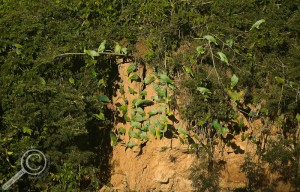 Various parrot species visiting a clay lick along the Heath River in Bolivia