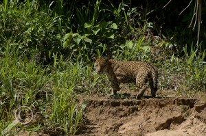 Jaguar on a sandy river bank in Bolivia