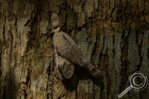 Fulgoridae Peanut Bug Lantern Bug Bolivia