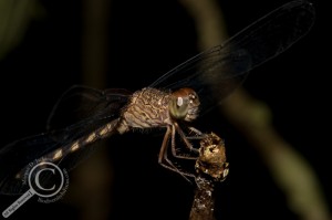 Peru Dragonfly Odonata