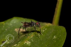 Plocoscelus sp. sitting on leaf in Bolivia