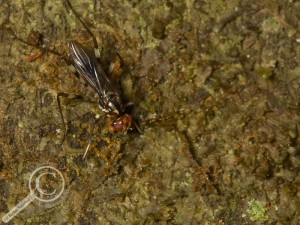 Poecilotylus species eating off a tree trunk in Bolivia Micropezidae