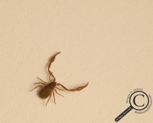 Pseudoscorpion on Paper