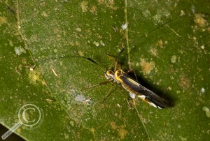 Psocoptera colourful Bolivia Amazon