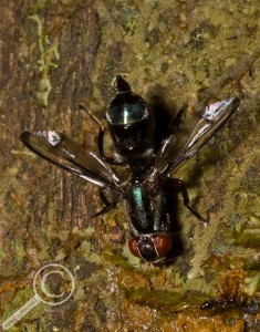 Richardiidae feeding off a tree trunk in Bolivia