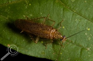 Blattodea Cockroach Bolivia Amazon