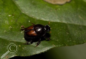Scarab Beetle Bolivia