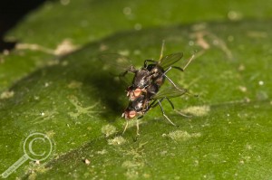 Black Scavenger flies mating on a leaf in Bolivia