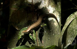 Skink on tree trunk in Bolivia
