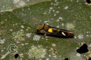 Cicadellidae Bolivia Leaf Hopper