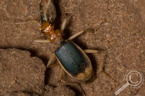 Carabidae Ground Beetle Boliva