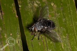 Blue Hedgehog fly in Bolivia