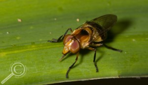 Bee mimicing flower fly from Bolivia Syrphidae