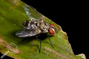 Tachinidae sitting on leaf in Bolivia