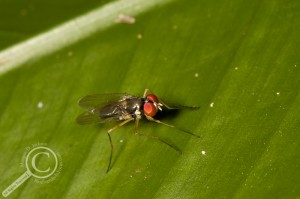 Tanypezidae fly sitting on a leaf in Bolivia