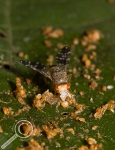 Tephritidae feeding on dung on a leaf in Bolivia