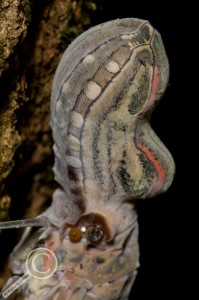 Fulgora lanternaria Fulgoridae Lanternfly Peanut Bug Bolivia